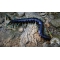 Ethmostigmus sp blue Borneo WC 6-10cm